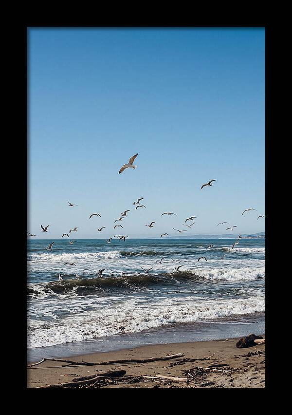 Seagulls Above Breaking Waves