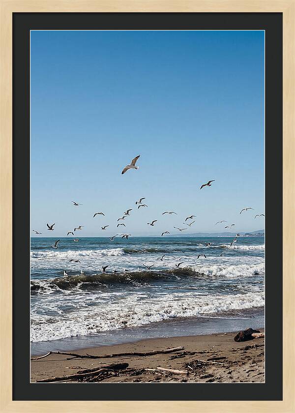 Seagulls Above Breaking Waves