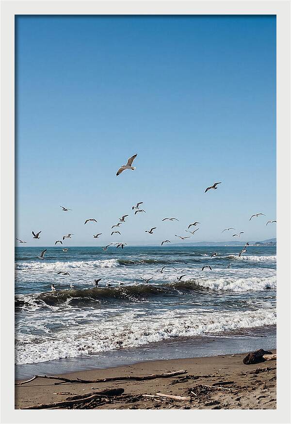 Seagulls Above Breaking Waves