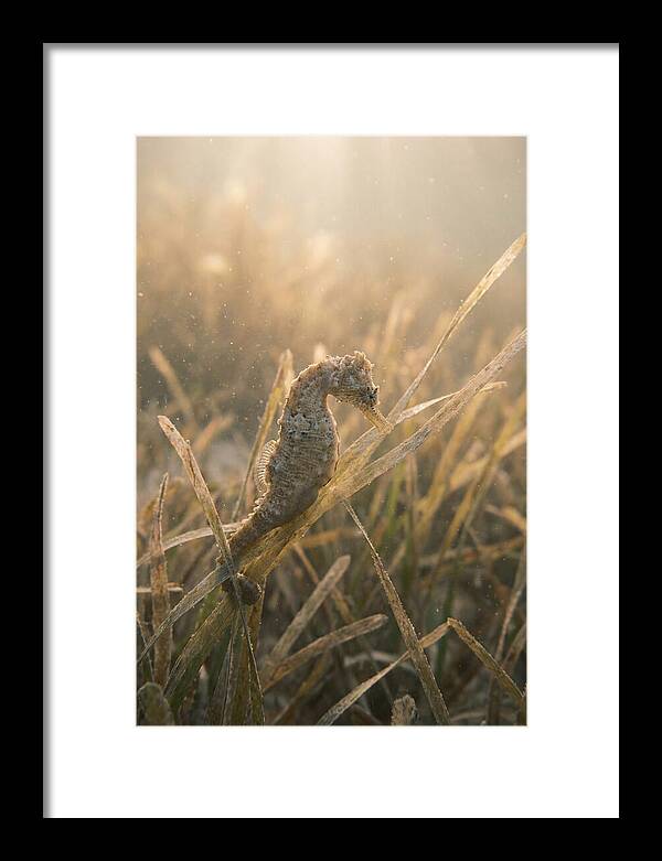 Seahorse Among Swaying Seagrass