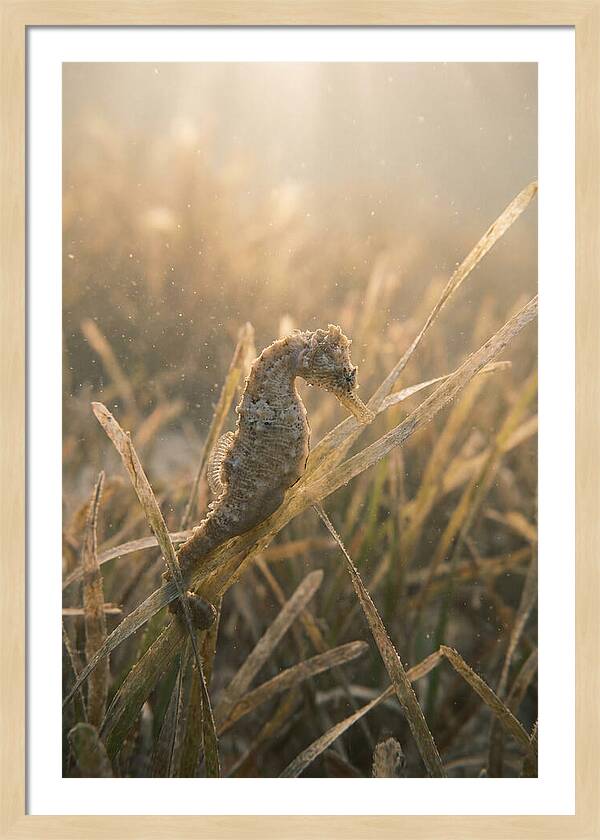 Seahorse Among Swaying Seagrass