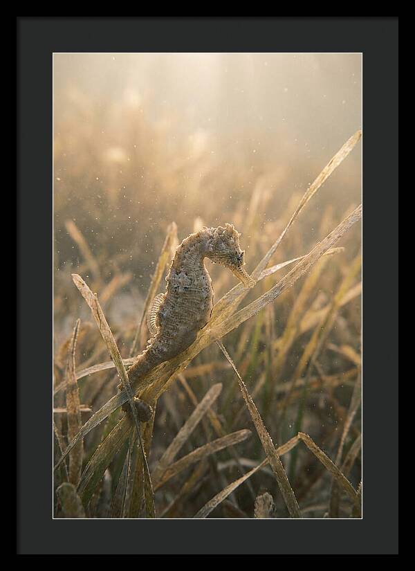 Seahorse Among Swaying Seagrass