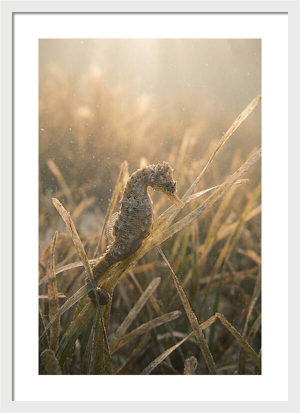 Seahorse Among Swaying Seagrass