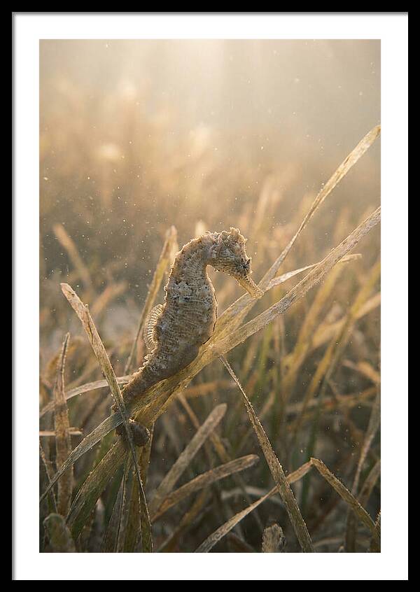 Seahorse Among Swaying Seagrass