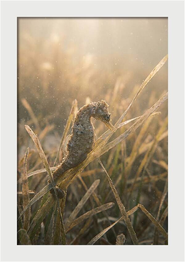 Seahorse Among Swaying Seagrass