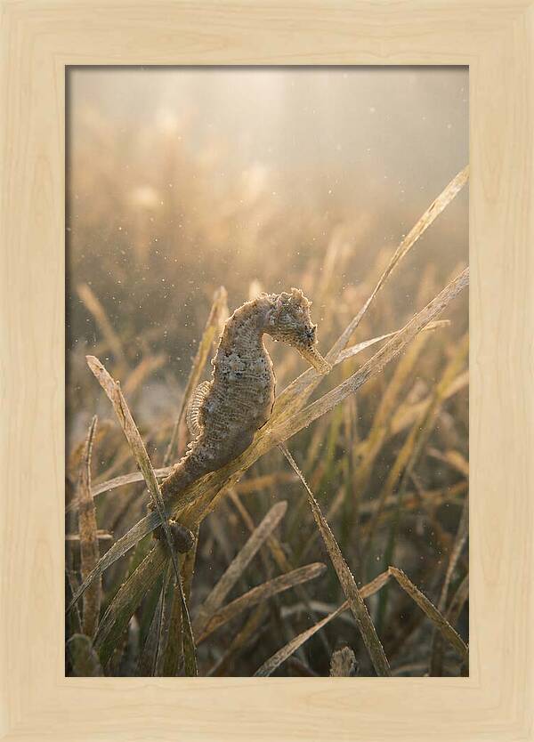 Seahorse Among Swaying Seagrass