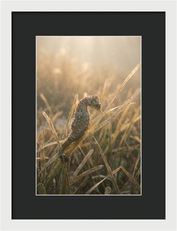 Seahorse Among Swaying Seagrass