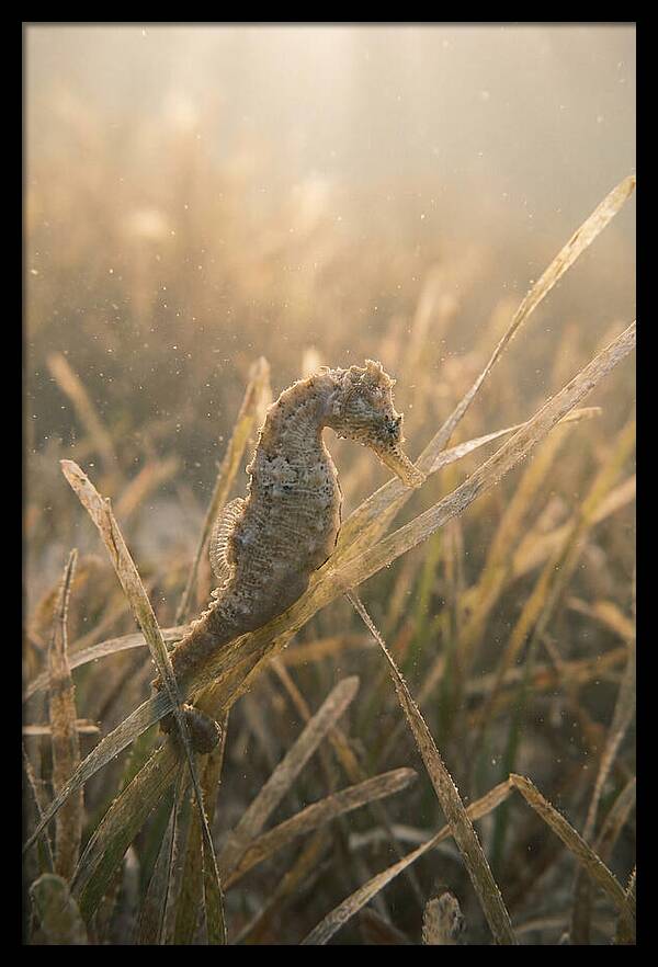 Seahorse Among Swaying Seagrass