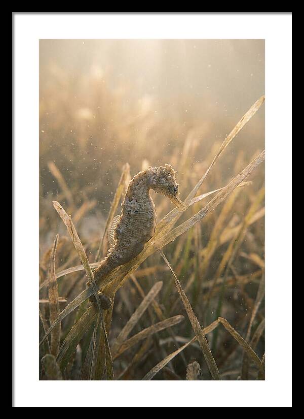Seahorse Among Swaying Seagrass