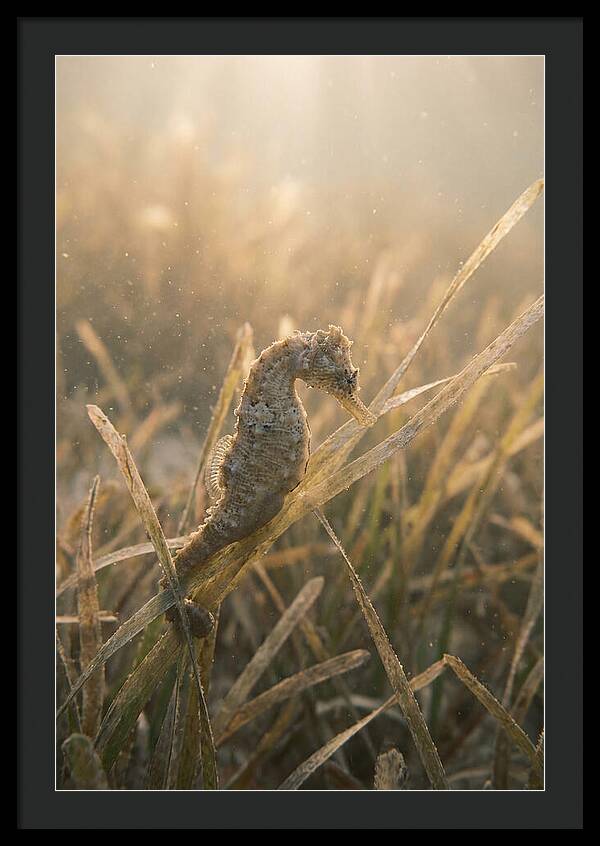 Seahorse Among Swaying Seagrass