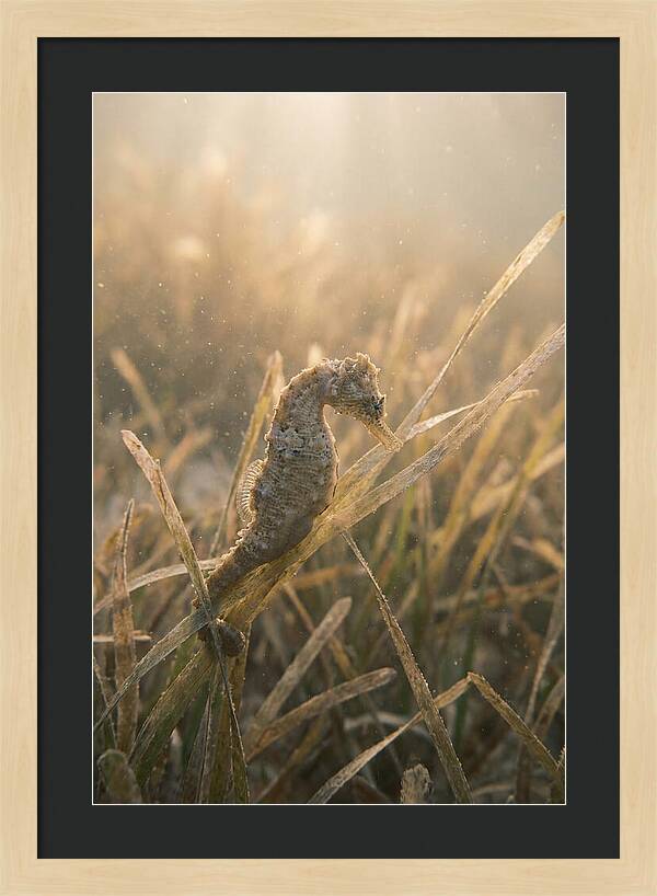 Seahorse Among Swaying Seagrass