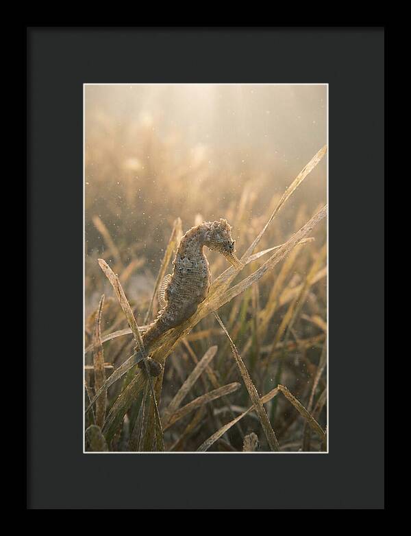 Seahorse Among Swaying Seagrass
