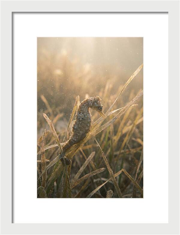 Seahorse Among Swaying Seagrass