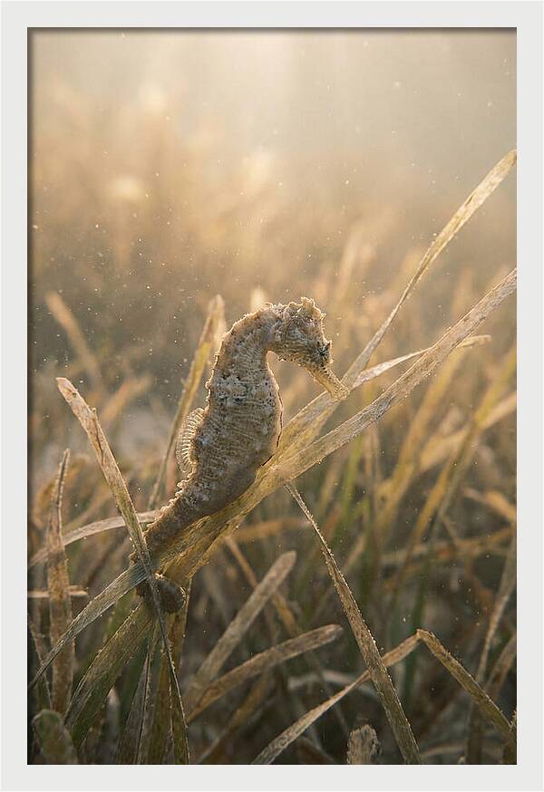 Seahorse Among Swaying Seagrass