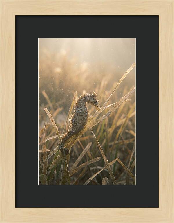 Seahorse Among Swaying Seagrass