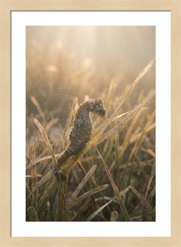 Seahorse Among Swaying Seagrass