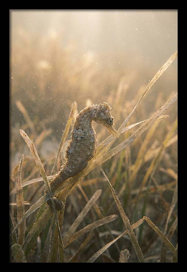 Seahorse Among Swaying Seagrass