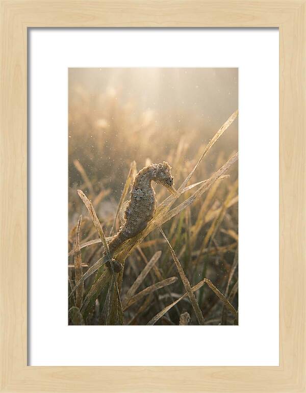 Seahorse Among Swaying Seagrass