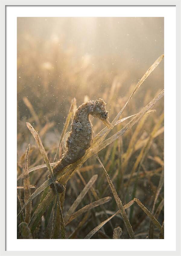 Seahorse Among Swaying Seagrass