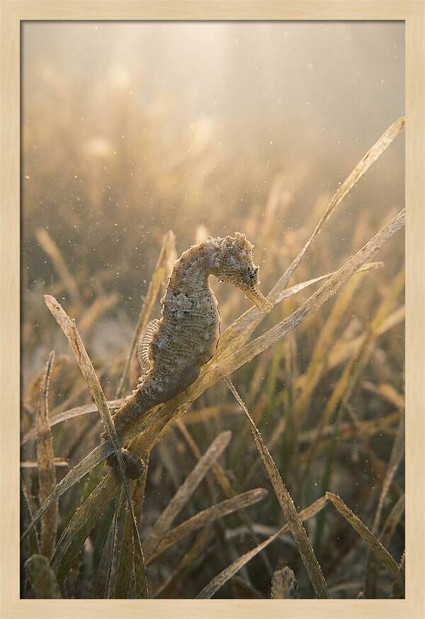 Seahorse Among Swaying Seagrass