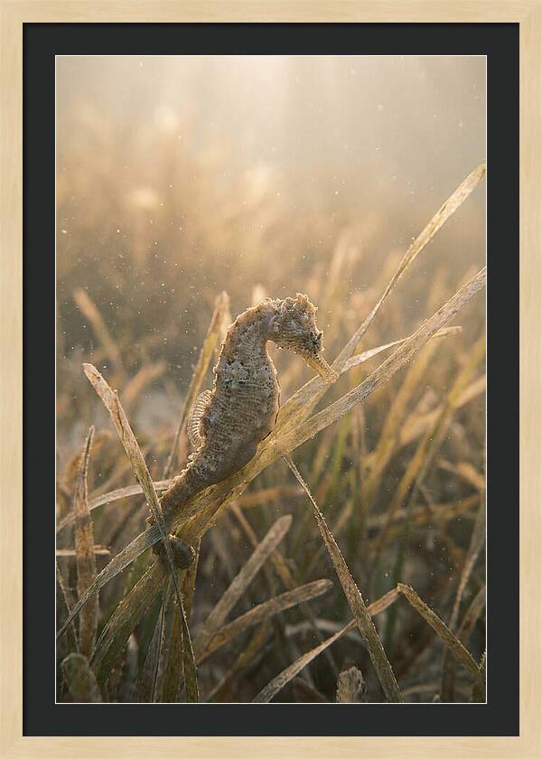 Seahorse Among Swaying Seagrass