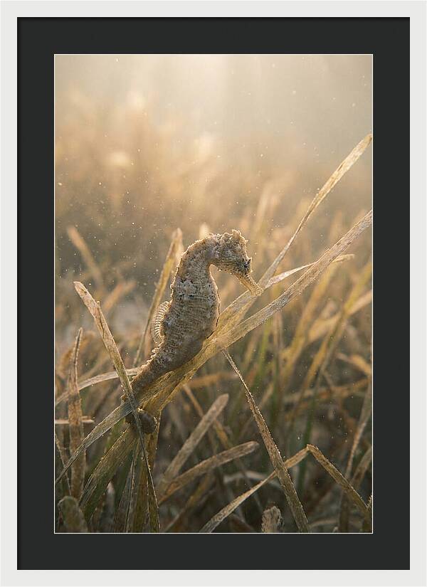 Seahorse Among Swaying Seagrass