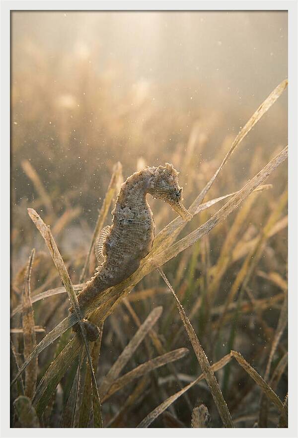 Seahorse Among Swaying Seagrass