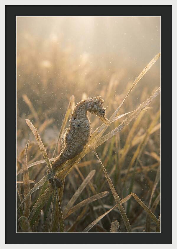 Seahorse Among Swaying Seagrass