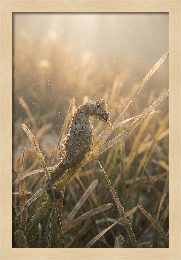 Seahorse Among Swaying Seagrass