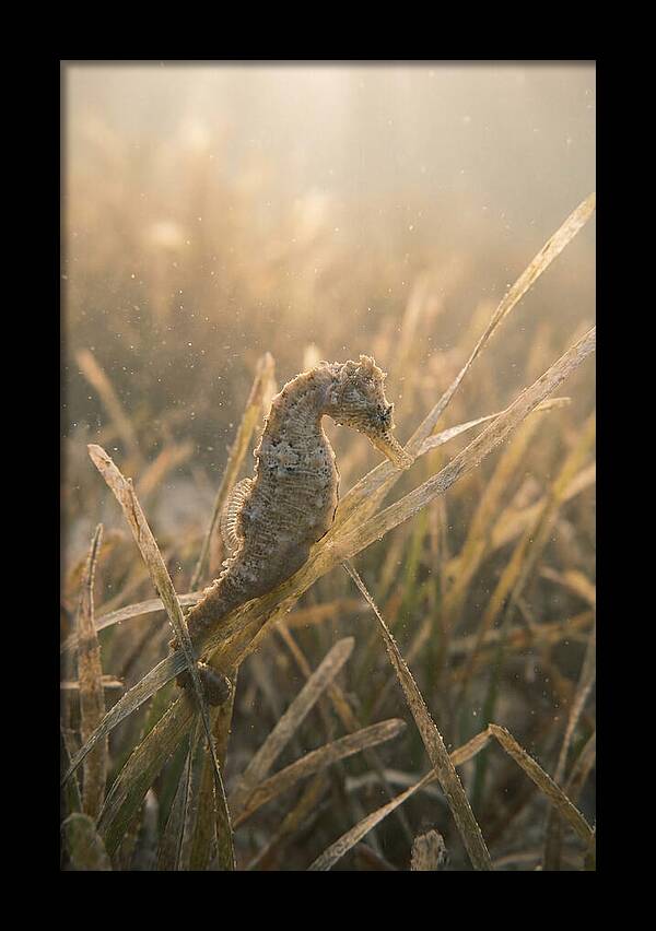 Seahorse Among Swaying Seagrass