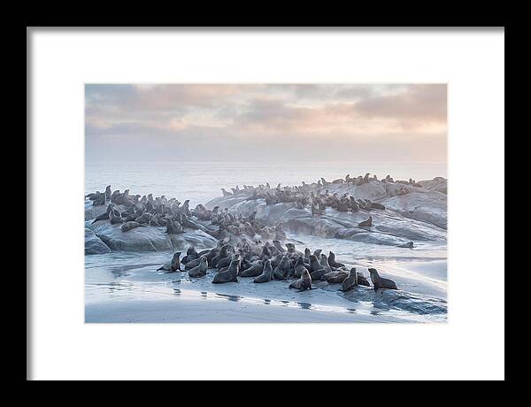 Seal Colony Breathing At Dawn