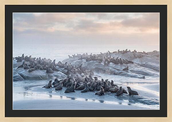 Seal Colony Breathing At Dawn