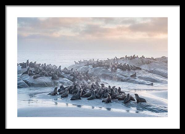 Seal Colony Breathing At Dawn