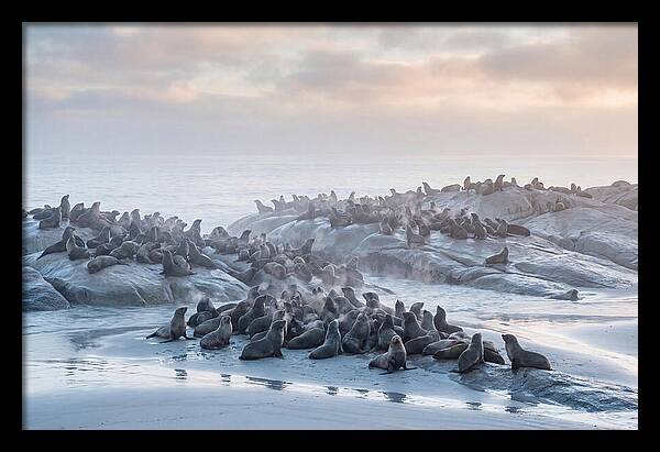Seal Colony Breathing At Dawn