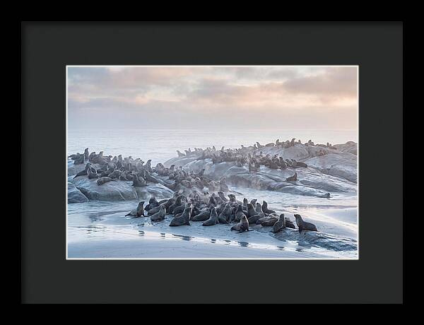 Seal Colony Breathing At Dawn