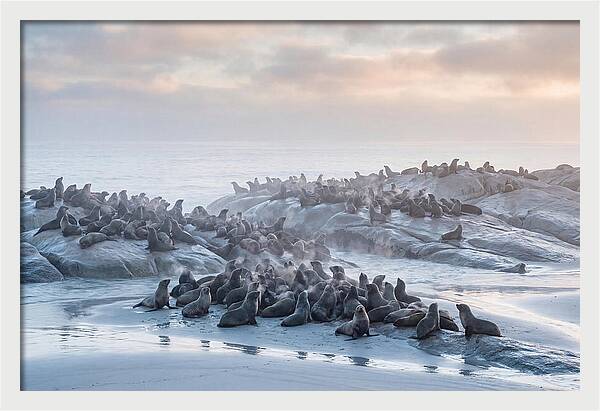 Seal Colony Breathing At Dawn