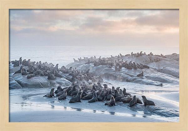 Seal Colony Breathing At Dawn