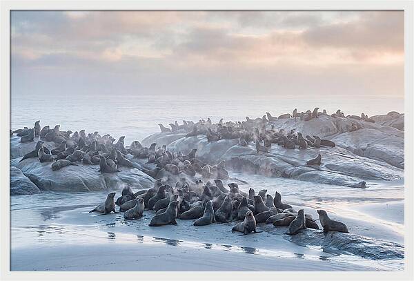 Seal Colony Breathing At Dawn