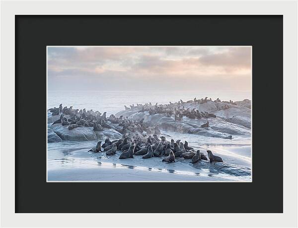 Seal Colony Breathing At Dawn