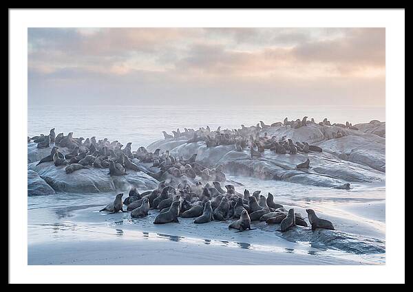 Seal Colony Breathing At Dawn