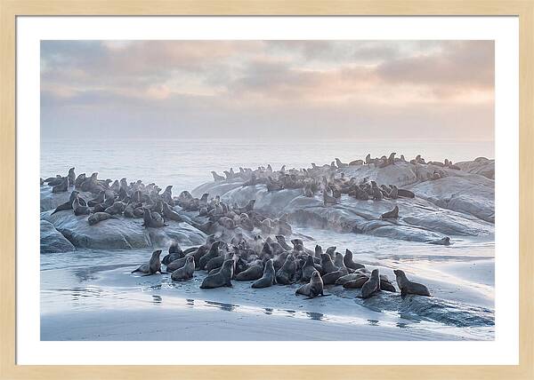 Seal Colony Breathing At Dawn