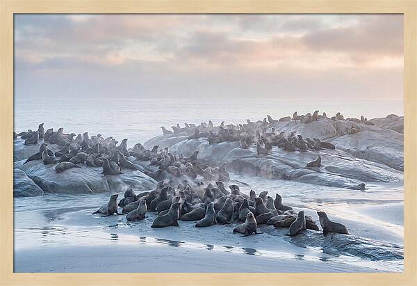 Seal Colony Breathing At Dawn