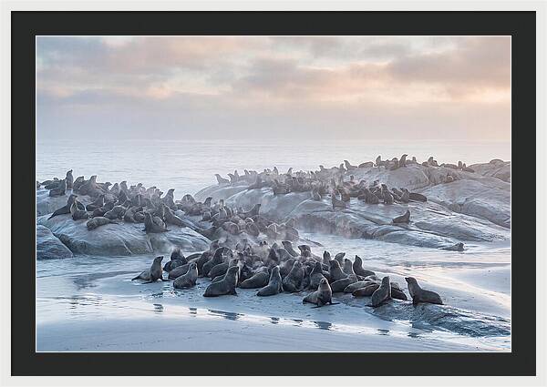 Seal Colony Breathing At Dawn