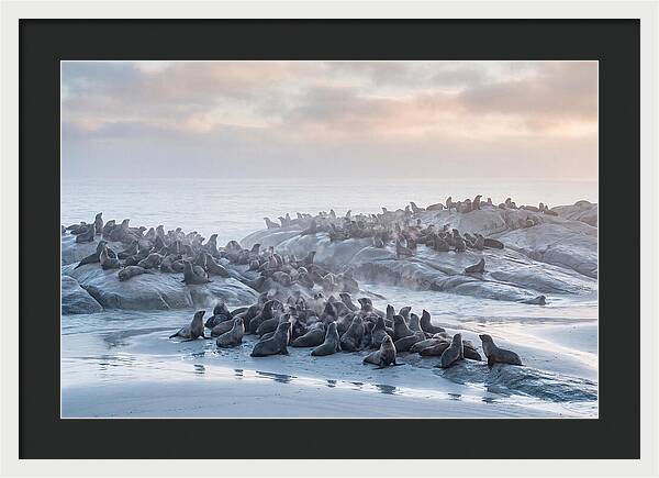 Seal Colony Breathing At Dawn