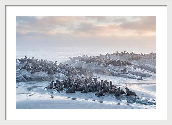 Seal Colony Breathing At Dawn