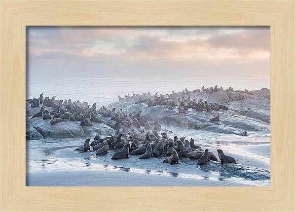 Seal Colony Breathing At Dawn