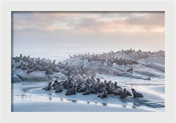 Seal Colony Breathing At Dawn