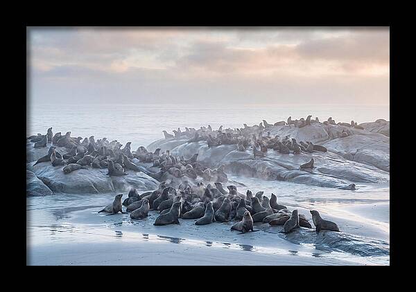 Seal Colony Breathing At Dawn