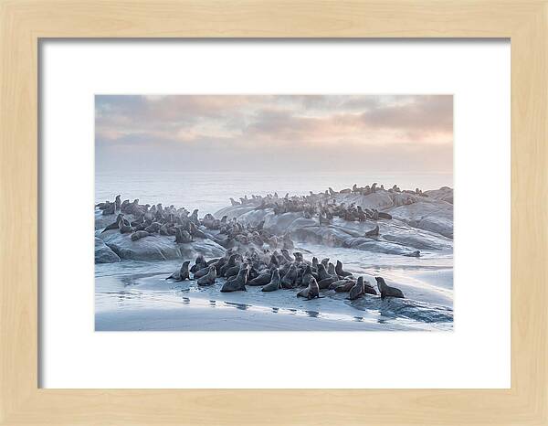 Seal Colony Breathing At Dawn