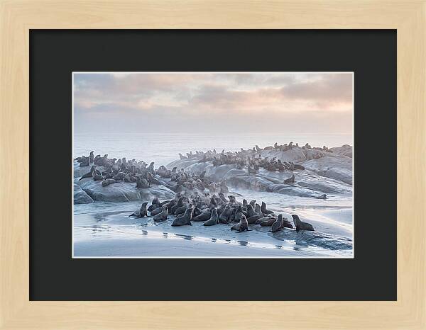Seal Colony Breathing At Dawn